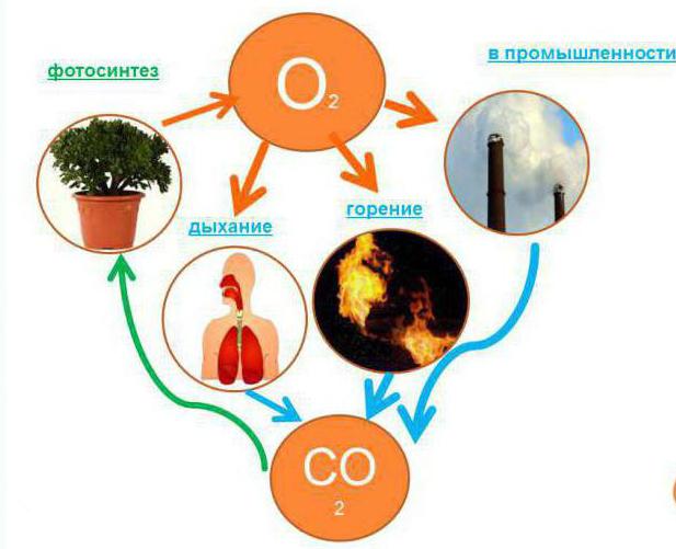 роль кислорода в природе