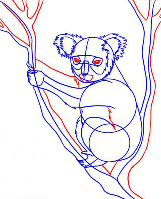 как нарисовать коалу карандашом поэтапно