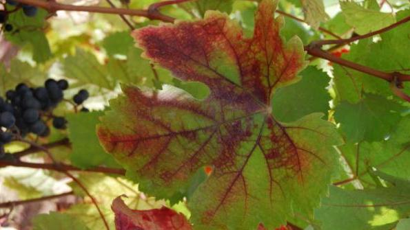 Хлороз листьев фото
