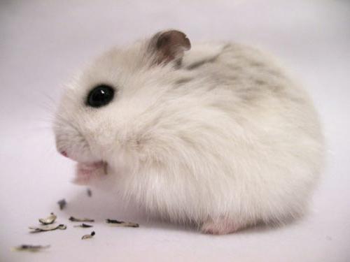 Hamsters breed