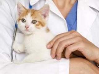 Какие прививки ставят котятам