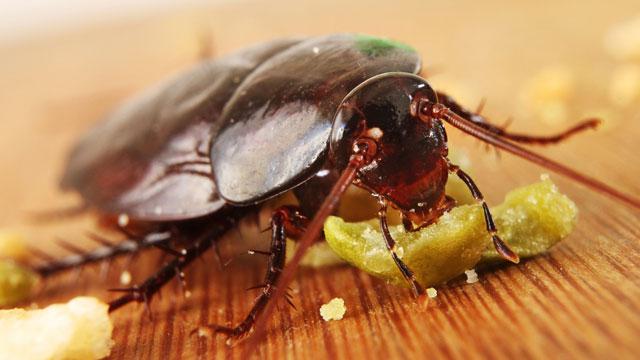 Cockroach repellent