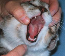 Как давать кошке глистогонное