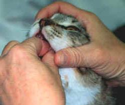 Как давать кошке глистогонное