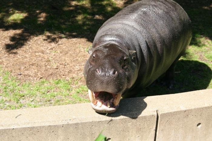 Pygmy hippo Price