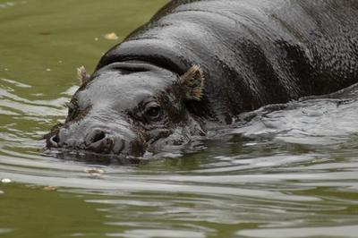 Pygmy hippo photo