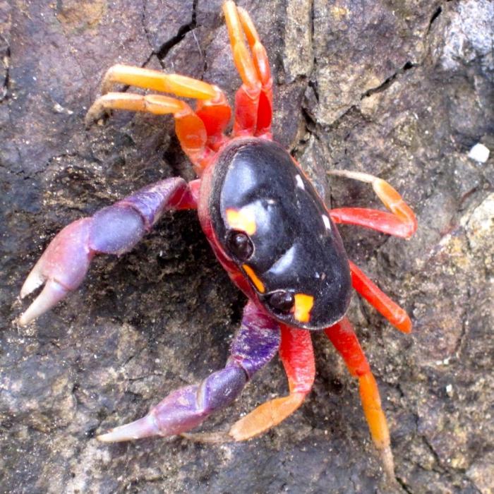 Rainbow crab content