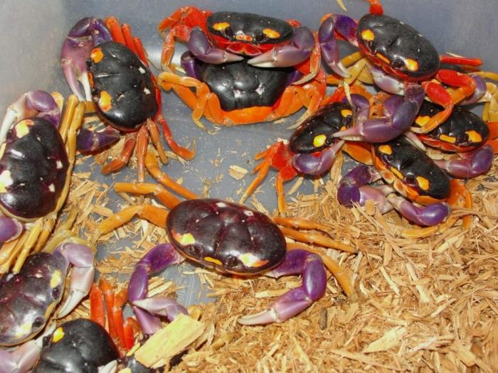 Rainbow Crabs photo