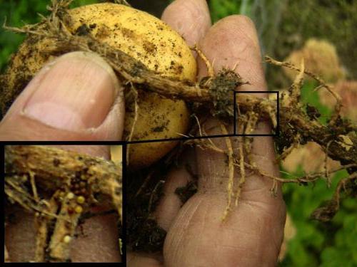 Golden Potato Nematode