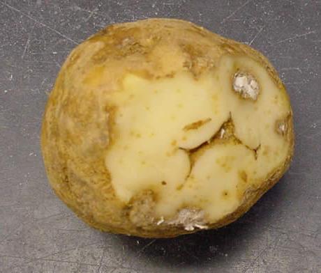 Болезни картофеля нематода