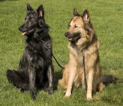 dutch shepherd