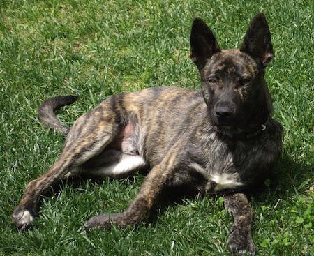 dutch shepherd photo