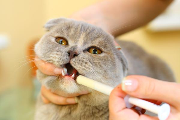  лечение кошек антибиотиками