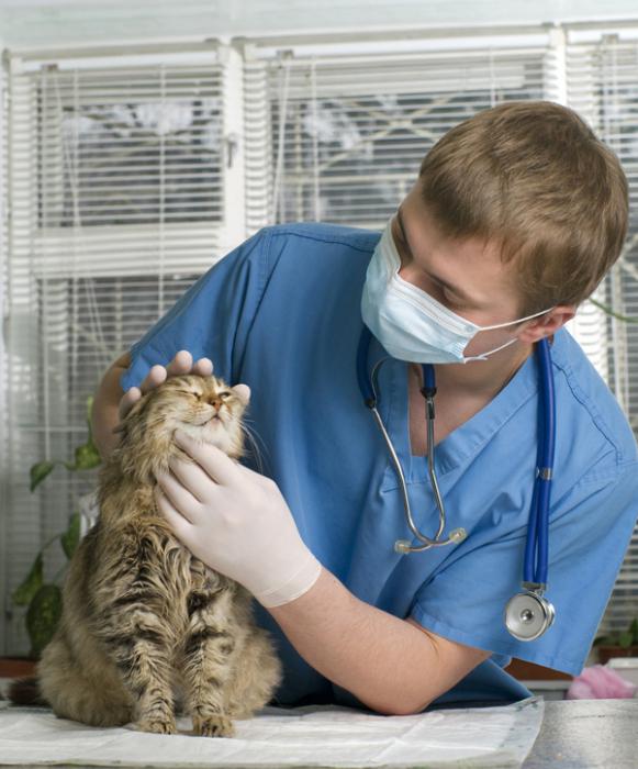 Какими антибиотиками колоть кошку после стерилизации thumbnail