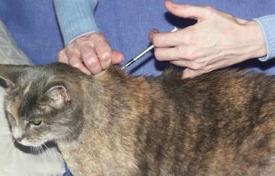 Какой антибиотик можно дать кошке после стерилизации thumbnail