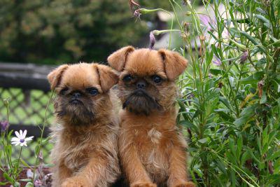 brussels griffin puppies