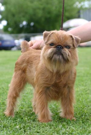 brussels griffin breed standard