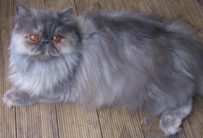 Почему слезятся глаза у кошек? Почему у шотландской или персидской кошки слезятся глаза? thumbnail