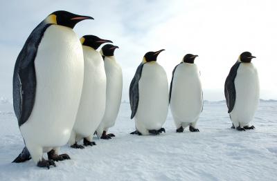пингвины это птицы или животные