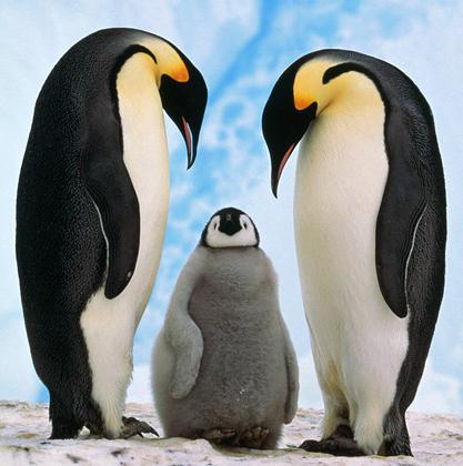 пингвин животное