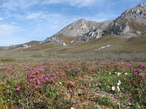 Тундра в мае фото