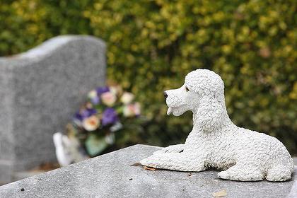 кладбище домашних животных москва