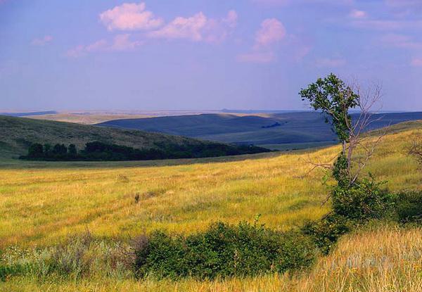 природная зона украины степь