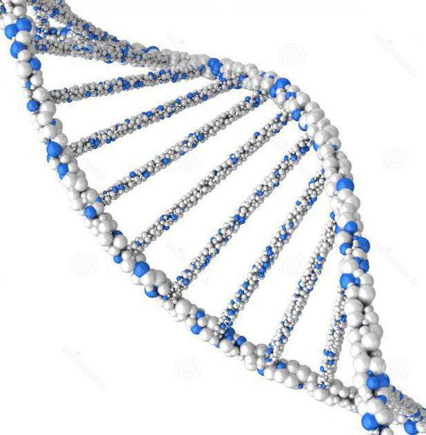 position of the chromosome theory of morgan