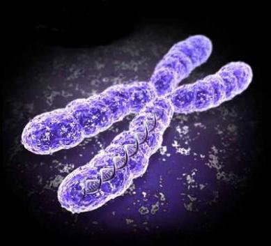 chromosome theory of heredity t morgan