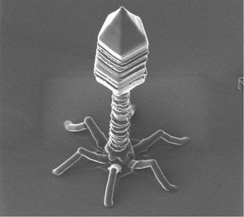 Химический состав бактериофага