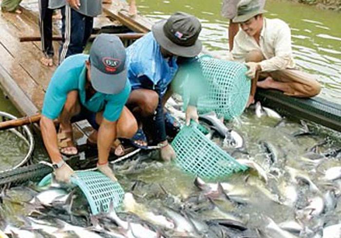 grow pangasius in vietnam