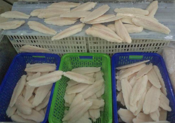 how to grow pangasius fish in vietnam