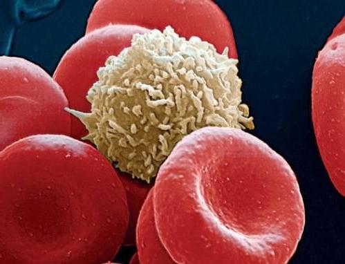 как обозначаются лейкоциты в анализе крови у детей