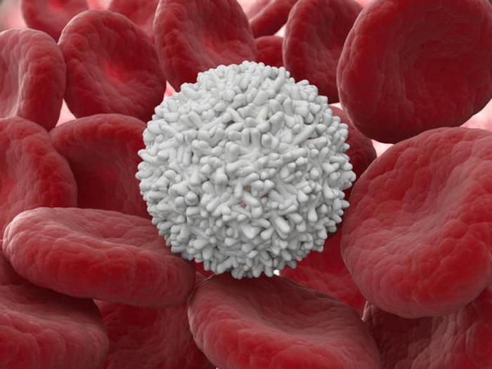 Как в анализах крови лейкоциты написаны thumbnail