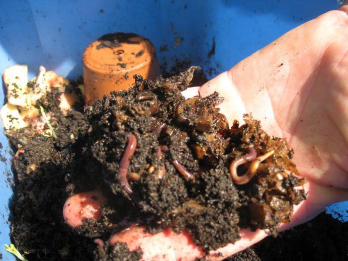 earthworms are colored