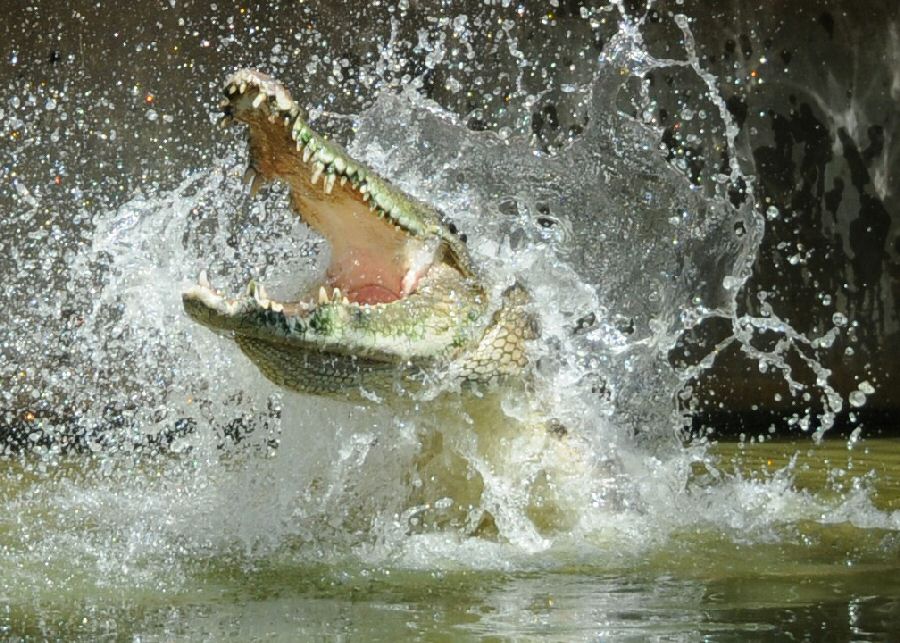 Крокодил идет в атаку