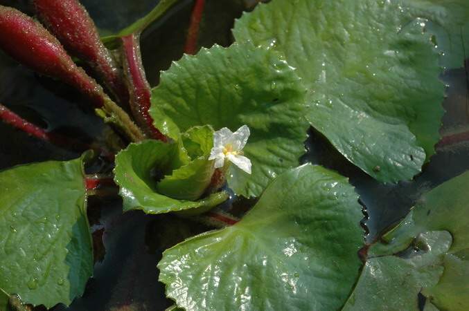 Bloody nut flower