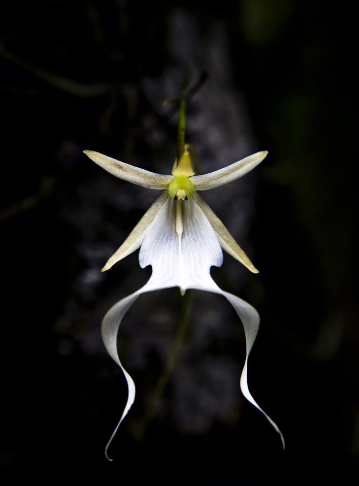 Орхидея-призрак