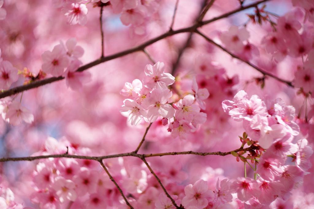 Розовые цветки сакуры