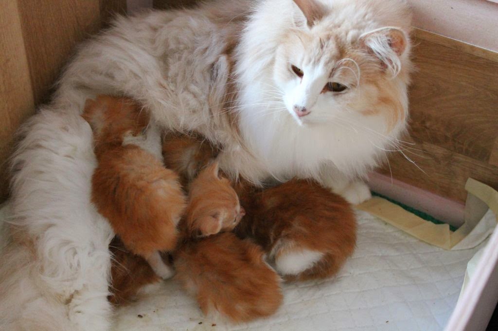 Мама с котятами