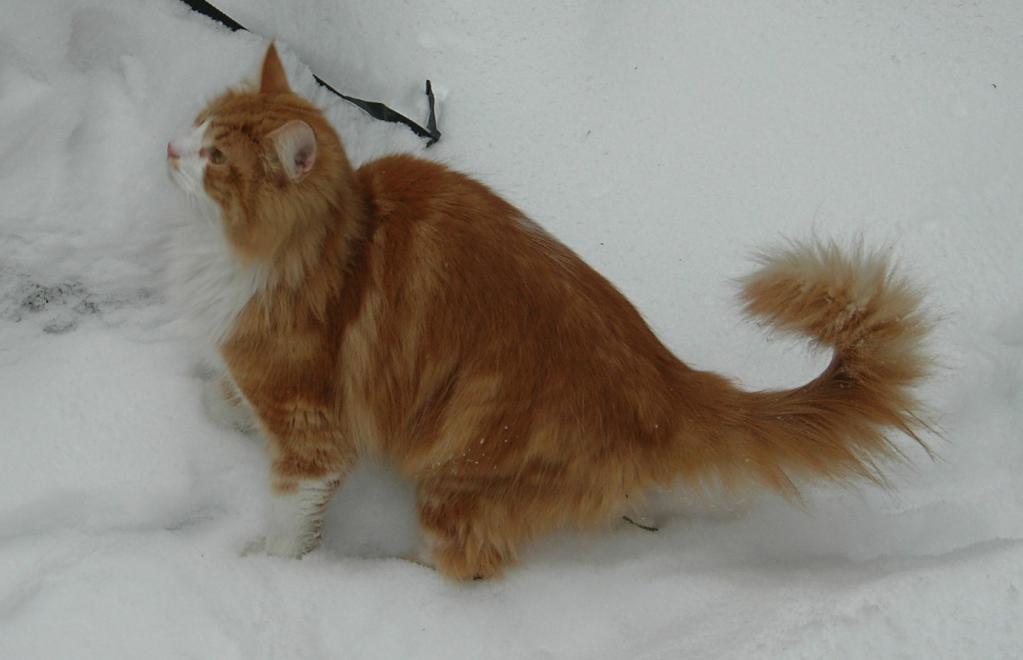Рыжый норвежский лесной кот