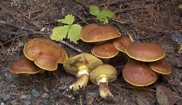 Edible mushrooms