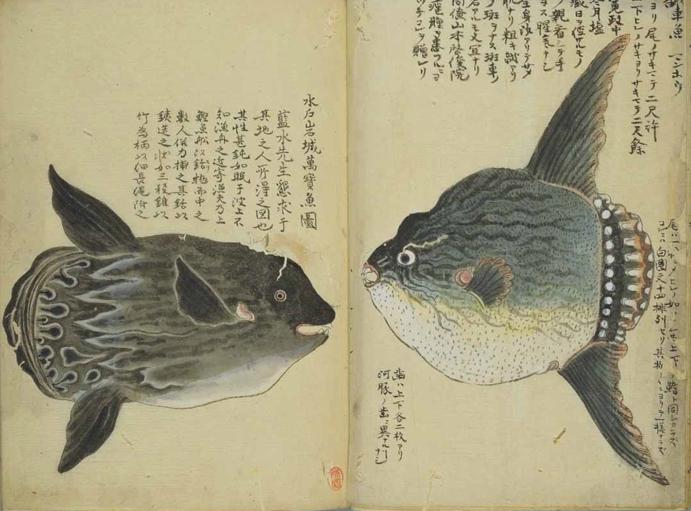 Описание рыбы в древних манускриптах
