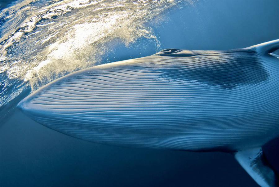 синий или голубой кит