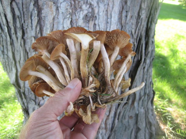 Mushrooms in the hands