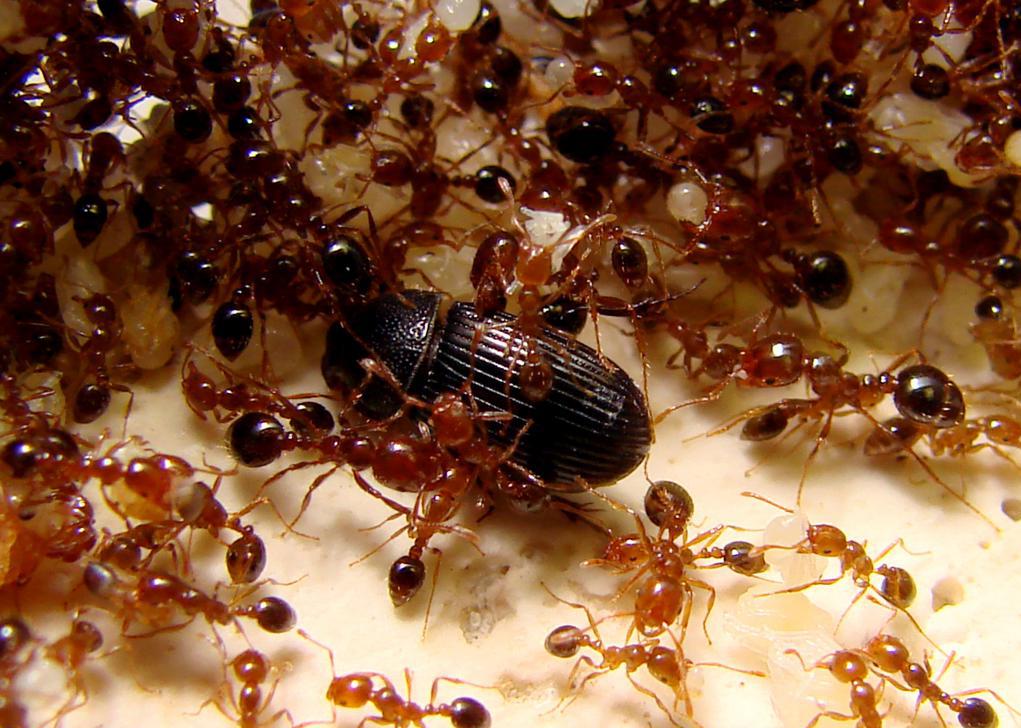 муравьиный обед
