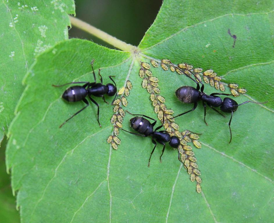 Виды муравьев фото с названиями в россии