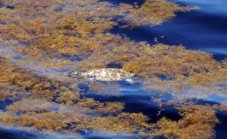 черепаха в водорослях