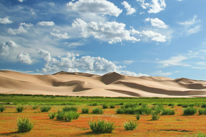 Desert vegetation