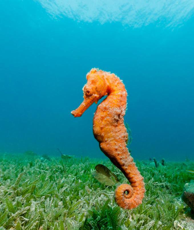 Sea Horse